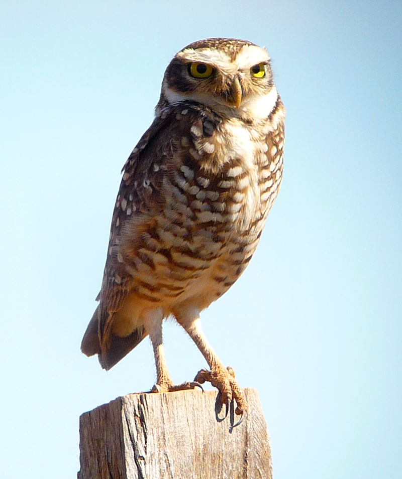 BURROWING OWL