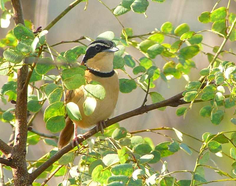 COLLARED CRESCENTCHEST