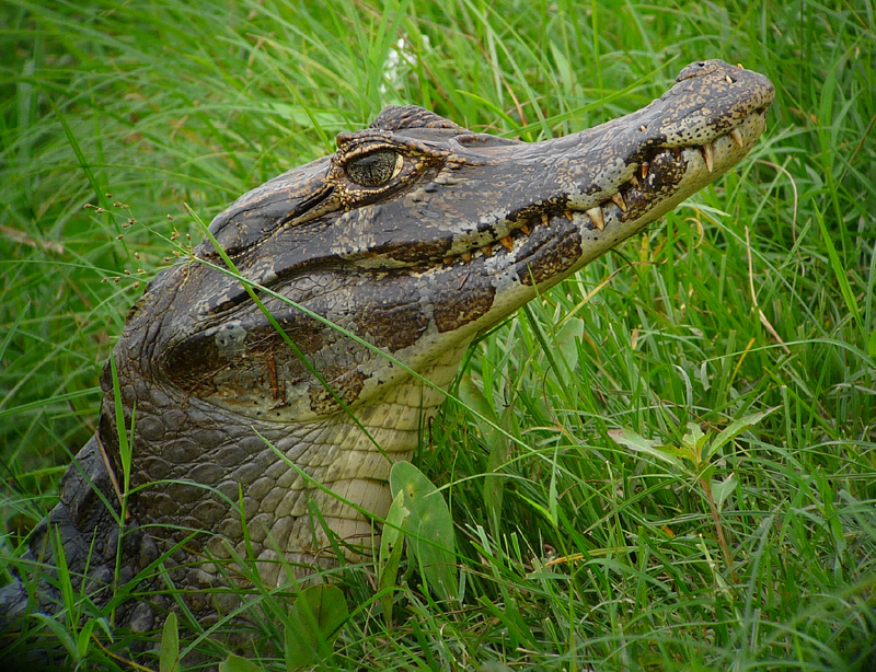 CAIMAN