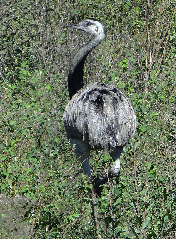 GREATER RHEA 