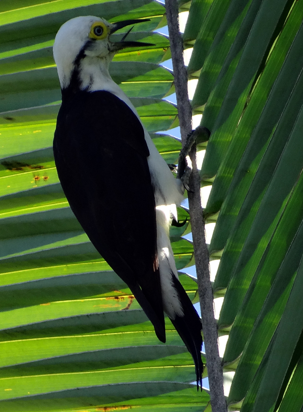 WHITE WOODPECKER 