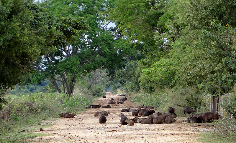 CAPYBARAS