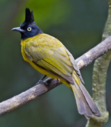 Black-crested Bulbul