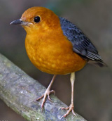 Orange-headed Thrush