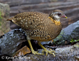 Scaly-breasted Partridge