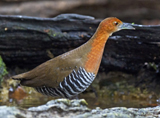 Slaty-legged Crake