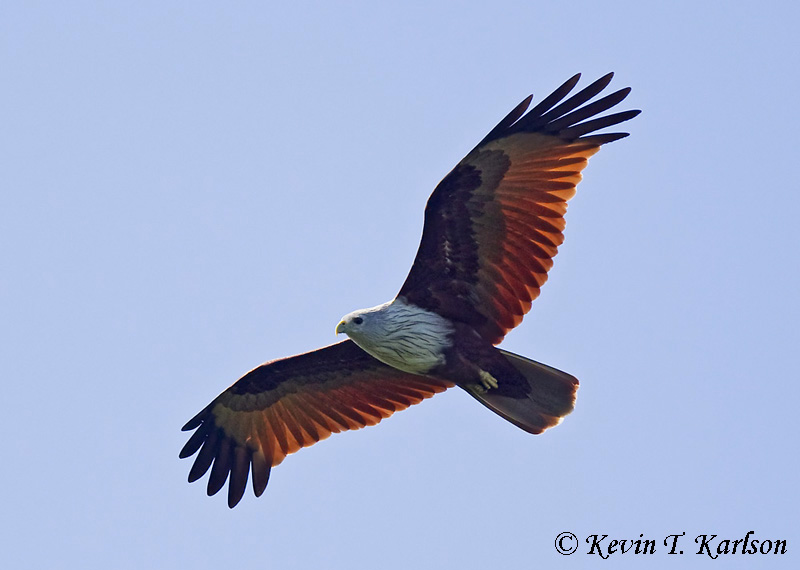 Brahminy Kite