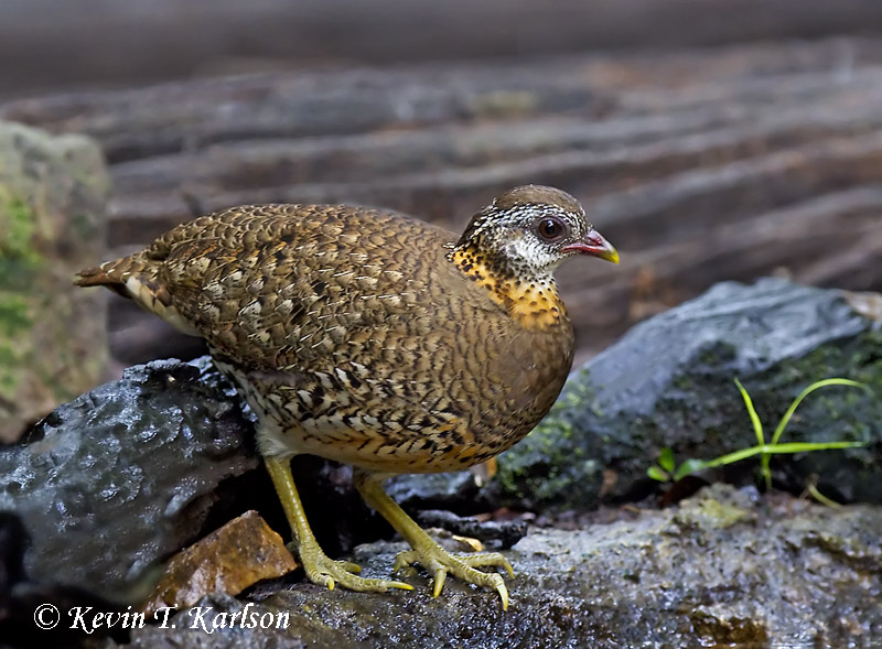 Scaly-breasted Partridge 