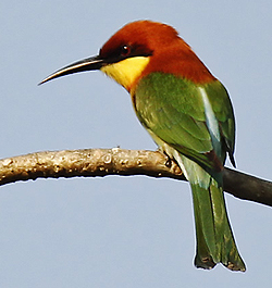 Chestnut-headed Bee-eater