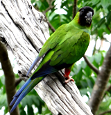 Nanday Parakeet