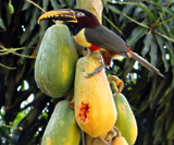 Chestnut-eared Aracari