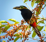 Gould's Toucanet