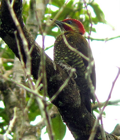 Stripe-cheeked Woodpecker