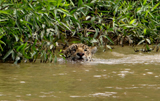 Swimming Jaguar