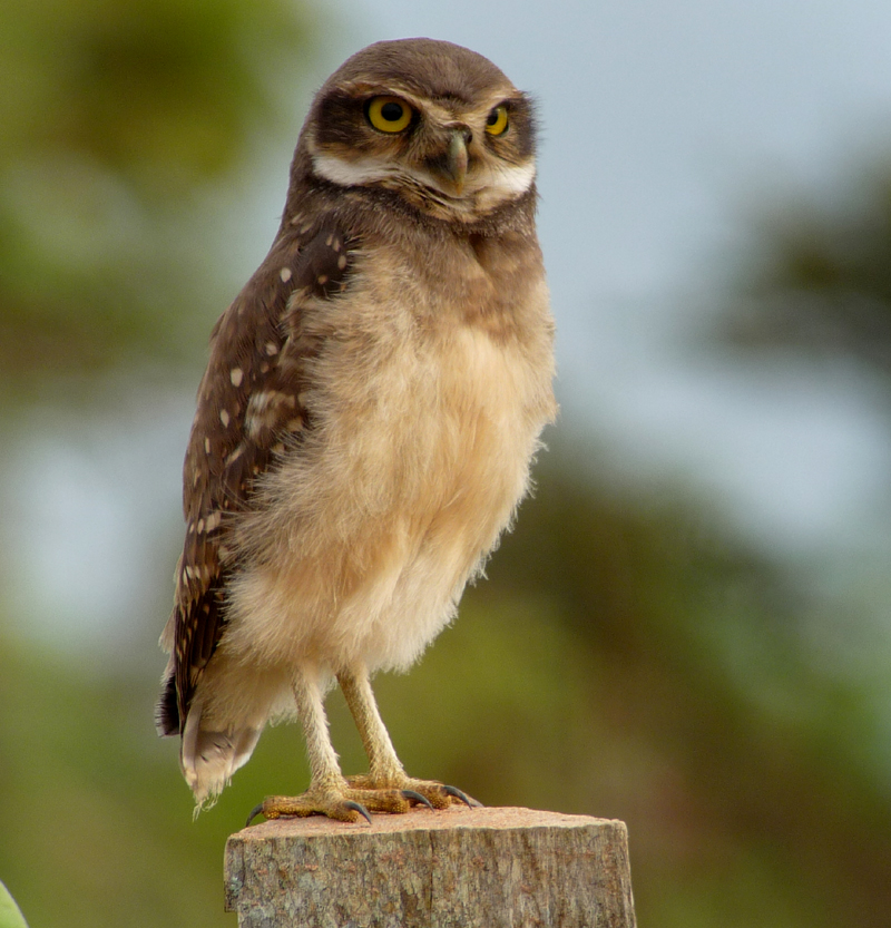 BRAZIL, PANTANAL - Burrowing Owl 