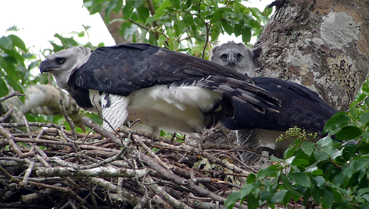 The Harpy Eagles are back! This pair was seen mating on the nest! 