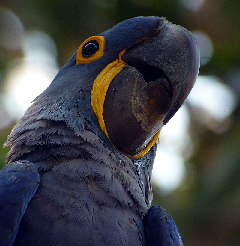 BRAZIL, PANTANAL - Hyacinth Macaw 