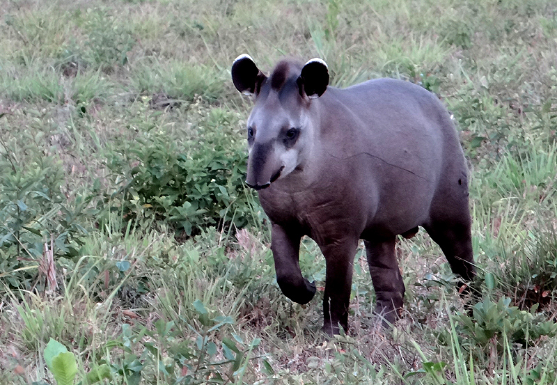 BRAZIL, PANTANAL - Brazilian Tapir