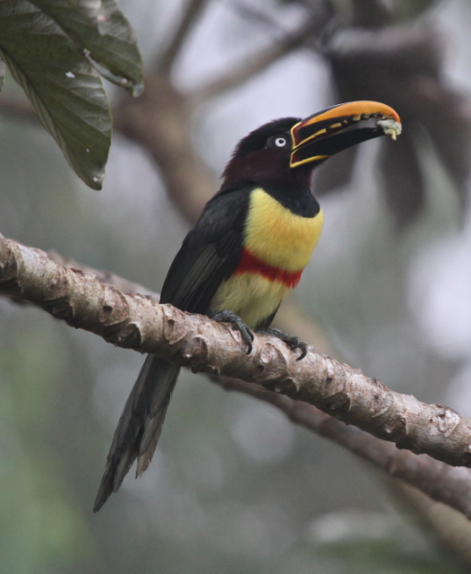 Chestnut-eared Aracari