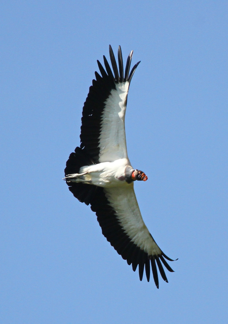 King Vulture