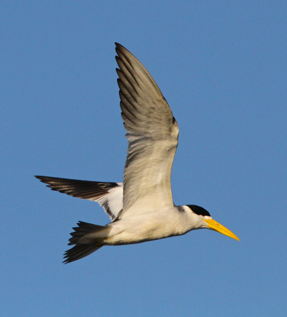 Large-billed Tern