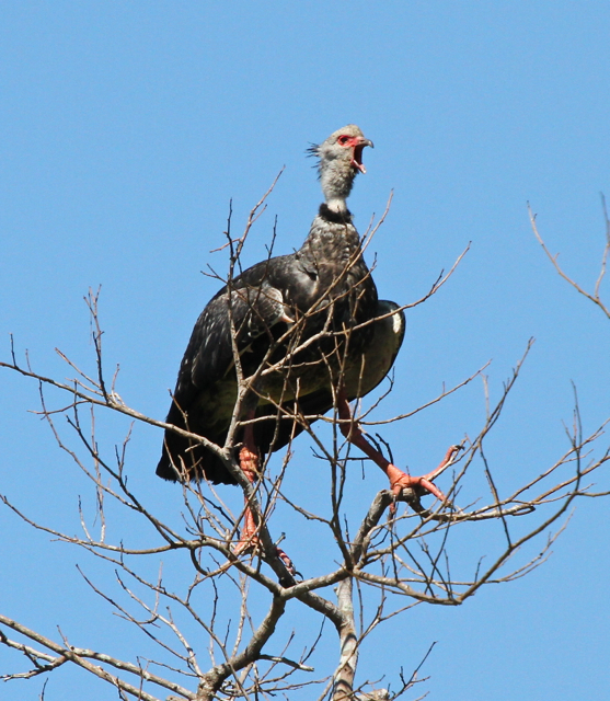 Southern Screamer