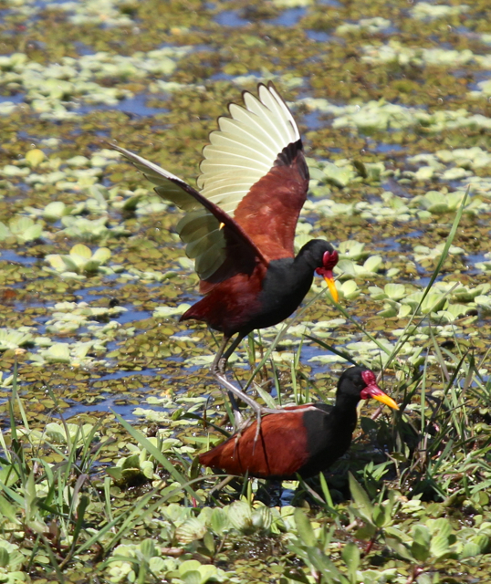 Wattled Jacanas