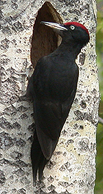 Black Woodpecker. Photo by Steve Bird. 