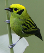 Emerald Tanager. Photo by Steve Bird.