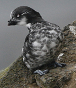 Least Auklet. Photo by Steve Bird.
