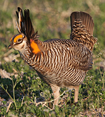 Greater Prarie Chicken