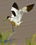 Avocet, Europe