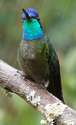 Talamanca Hummingbird, Costa Rica 