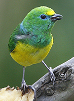 Blue-naped Chlorophonia