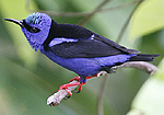 Red-legged Honeycreeper.
