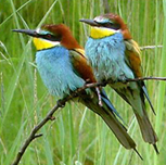 Bee-eaters, Lesvos, Greece