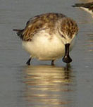 Spoon-billed Sandpiper, Thailand by Nick Bray;