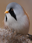 Bearded Tit. Photo by Steve Hinton
