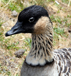Nene (Hawaiian Goose).  Photo by Mike and Pat Horn.