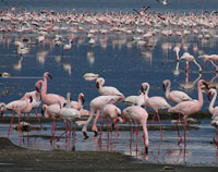 Lesser Flamingos.  Lake Nakuru, Kenya.  Photo by Gina Nichol.