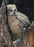 Great Horned Owl chick. Yellowwstone National Park.  Photo by Gina Nichol.