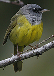 MacGillivray's Warbler.  Montana.  Photo by Steve Bird.