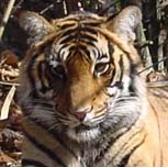 Tiger Cub.  India.  Photo by Gina Nichol.  