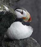 Horned Puffin.  Alaska.  Photo by Gina Nichol.