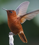 Juan Fernandez Firecrown.  Chile. Photo by Steve Bird.
