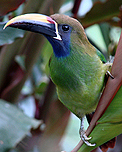 Emerald Toucanet. Photo by Gina Nichol.