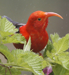 Iiwi. Hawaii. Photo by Steve Bird. 