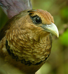 Rufous-vented Ground Cuckoo. Panama.  Photo by Carlos Bethancourt.
