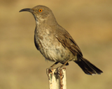 Curve-billed Thrasher