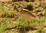 Mountain Plover 